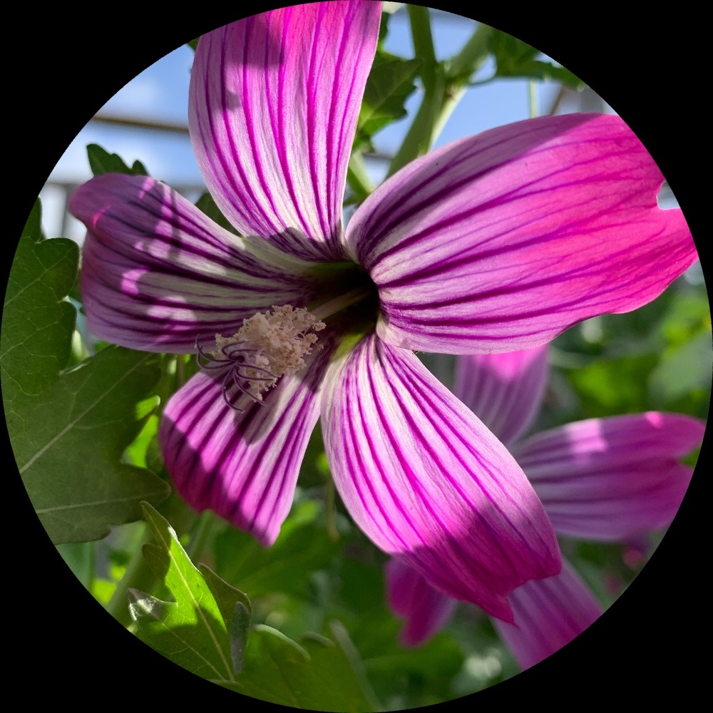 Meet your Posher, Maritza